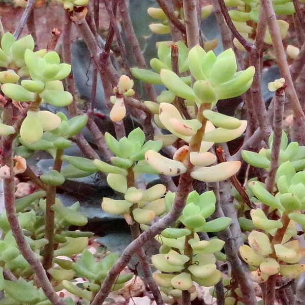 Echeveria macdougallii Blad