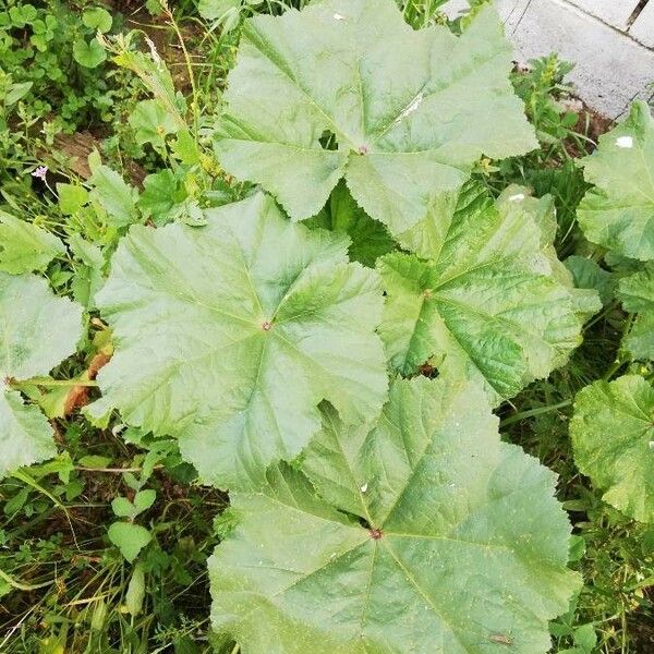 Malva setigera 葉