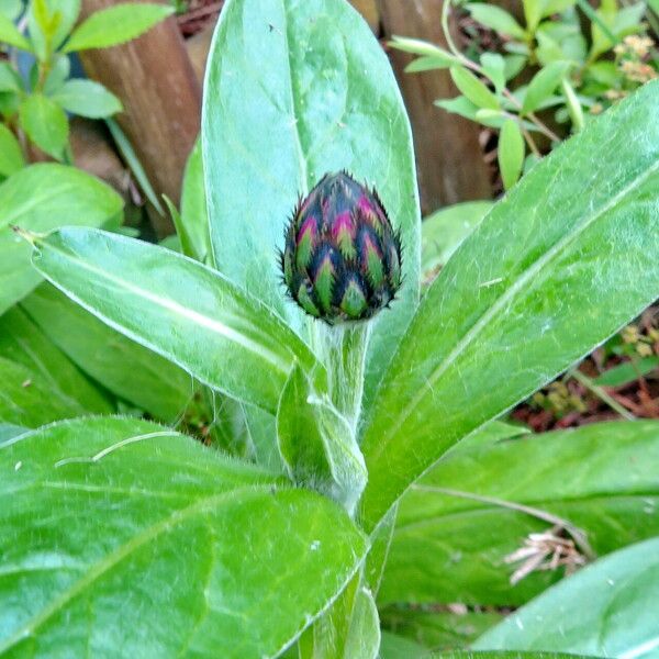 Centaurea montana 花