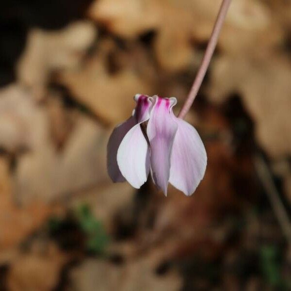 Cyclamen hederifolium Kwiat