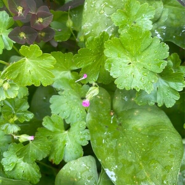 Geranium lucidum Flor