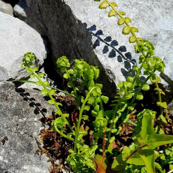 Asplenium viride Foglia