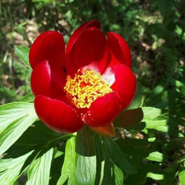 Paeonia peregrina Flor