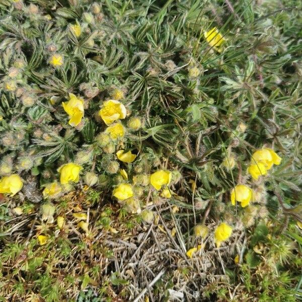 Potentilla hirta Kukka