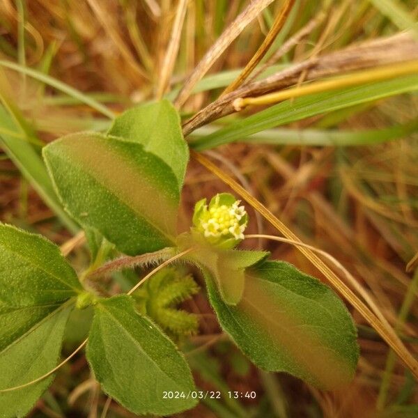 Acanthospermum australe Květ