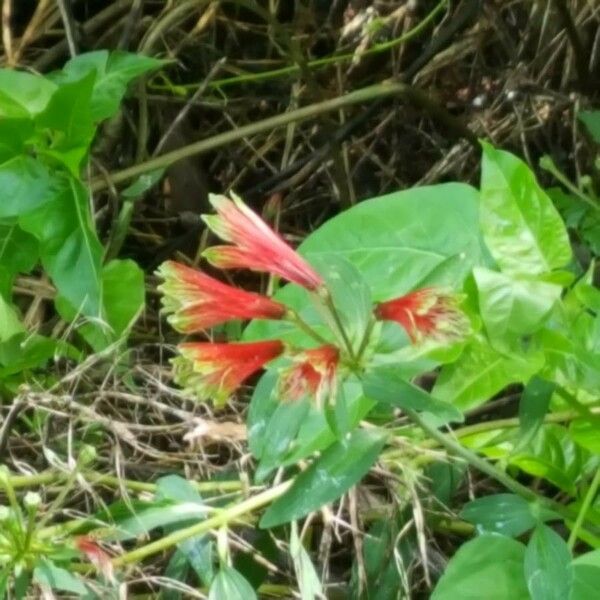 Alstroemeria psittacina Žiedas