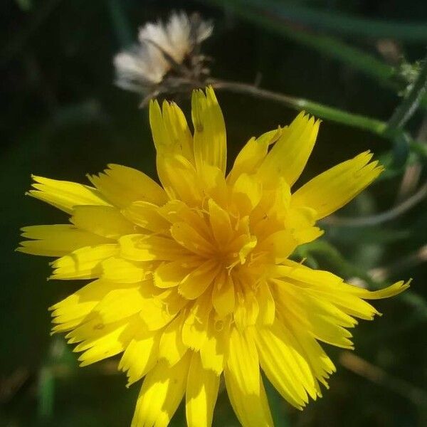 Picris hieracioides Flower