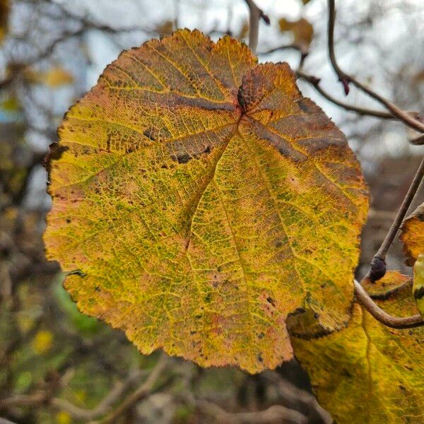 Corylus avellana Blad