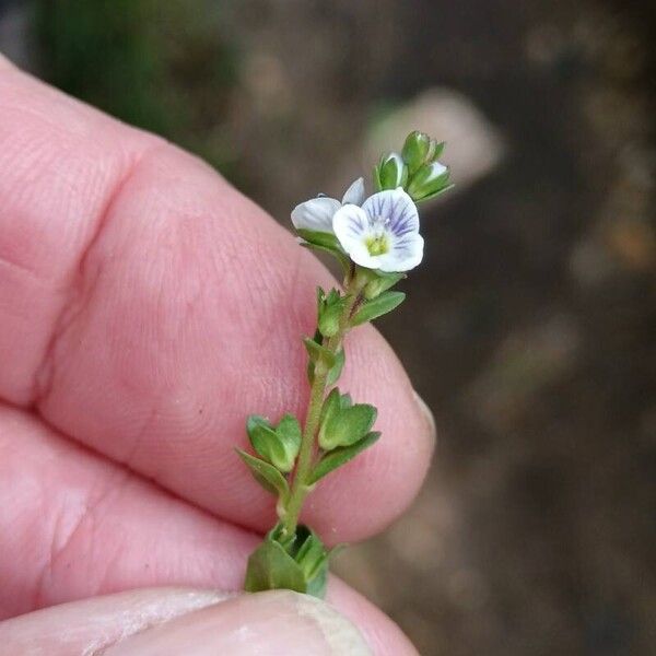 Veronica serpyllifolia Кветка