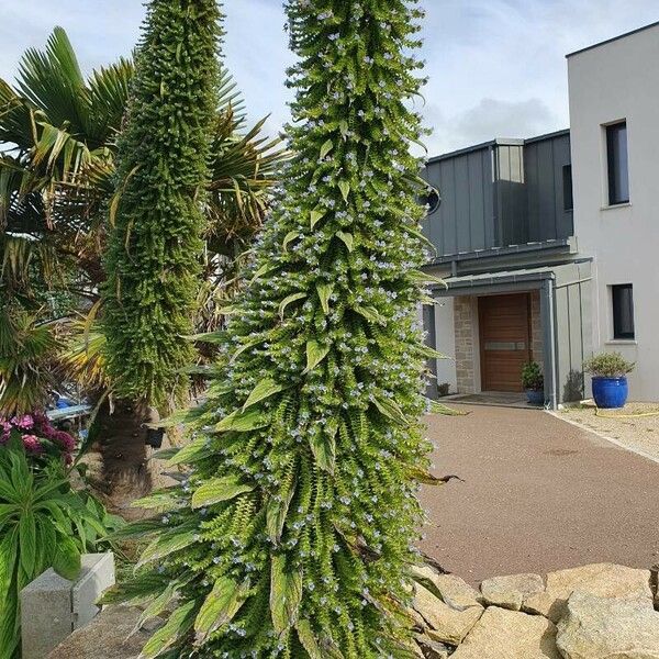 Echium pininana Fuelha