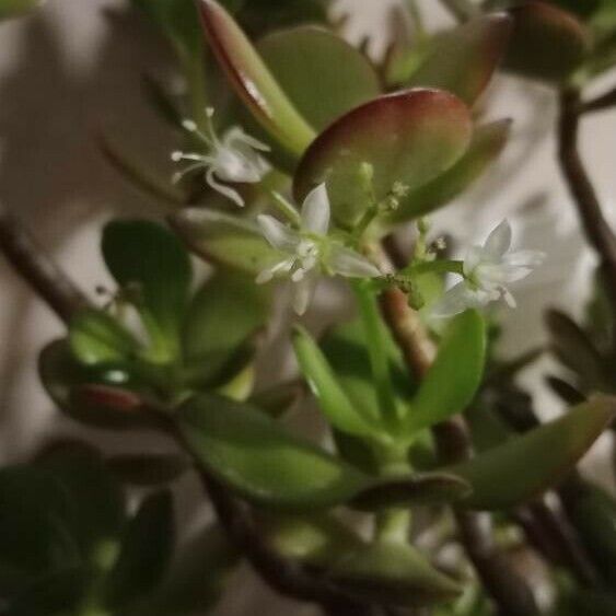 Crassula ovata Blüte