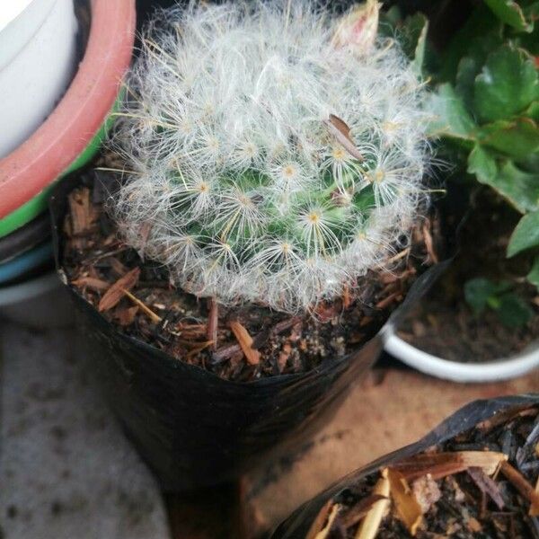 Mammillaria bocasana Fulla