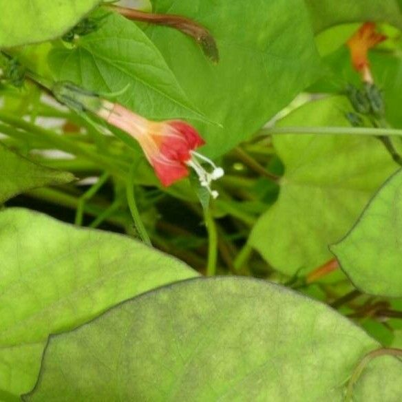 Ipomoea hederifolia Kwiat