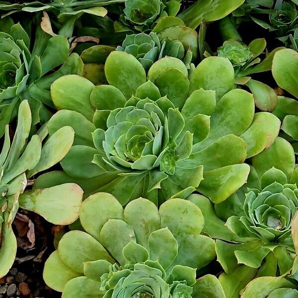 Aeonium canariense Blad