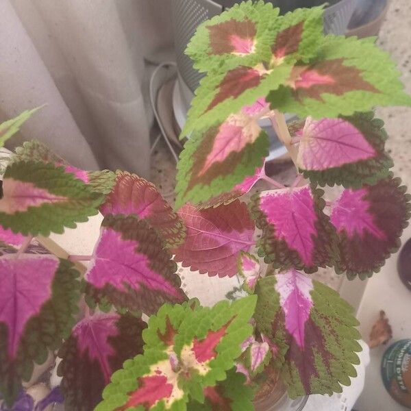 Coleus decurrens List