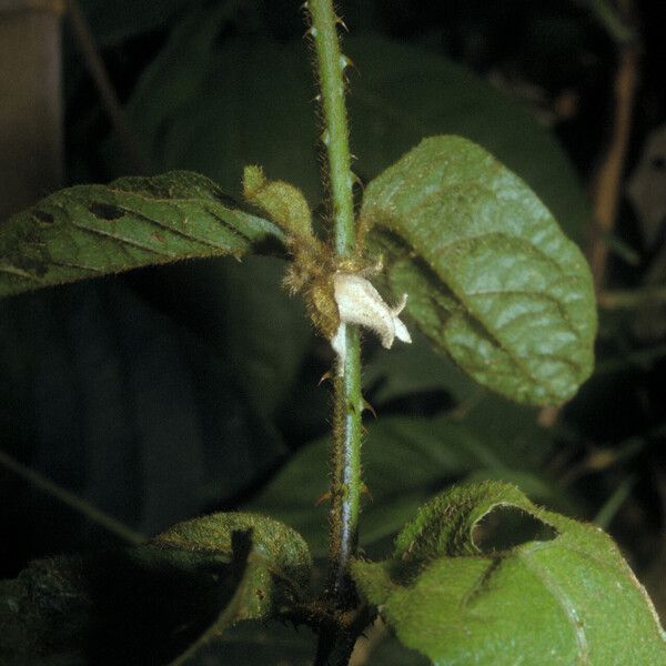 Solanum leucopogon Агульны выгляд