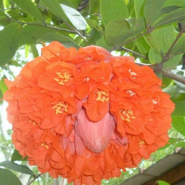 Brownea ariza Цветок