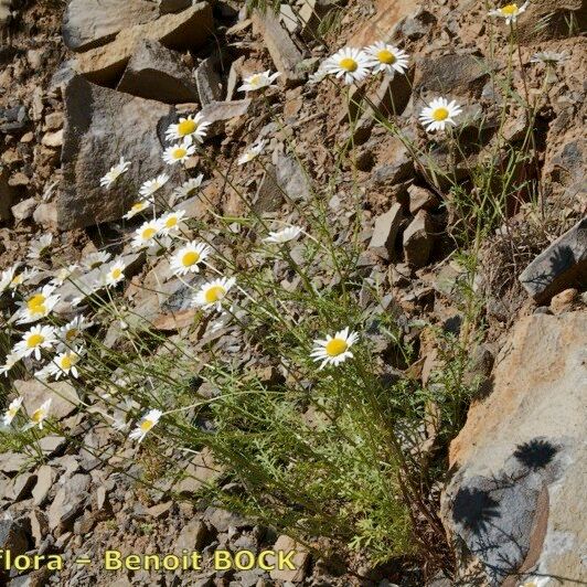 Leucanthemum monspeliense Costuma