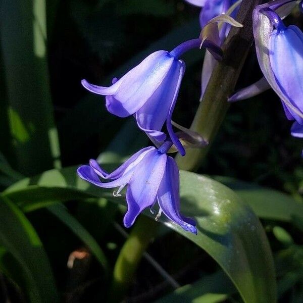 Hyacinthoides non-scripta Flower