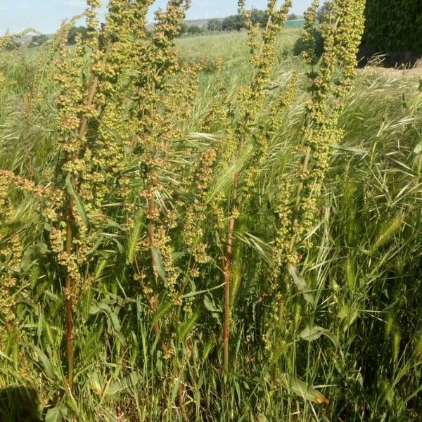 Rumex crispus Flor