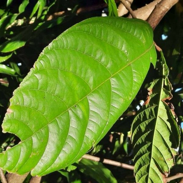 Theobroma cacao Leaf