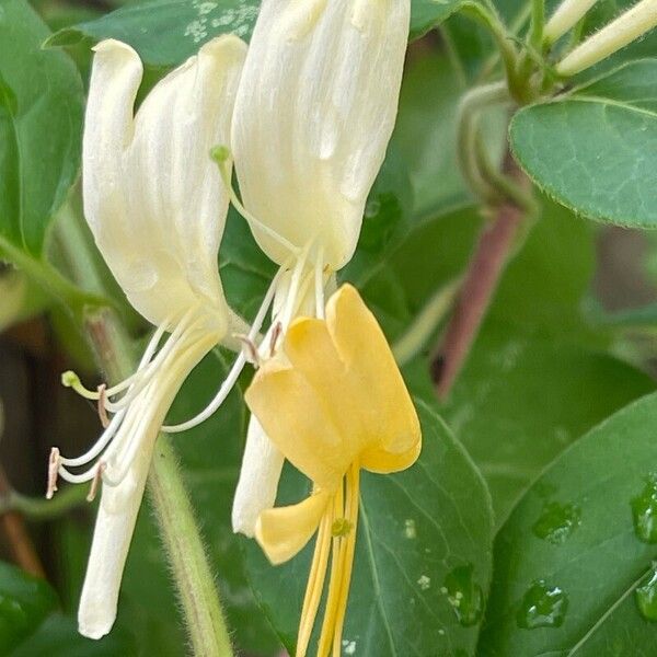Lonicera japonica Flors