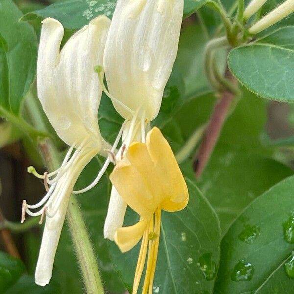 Lonicera japonica ফুল