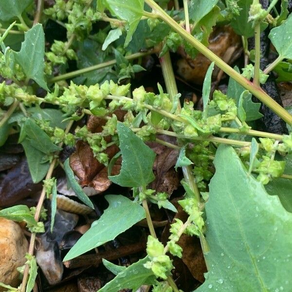 Atriplex prostrata Fruit