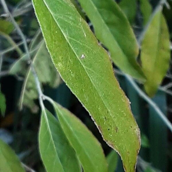 Elaeagnus umbellata Folio