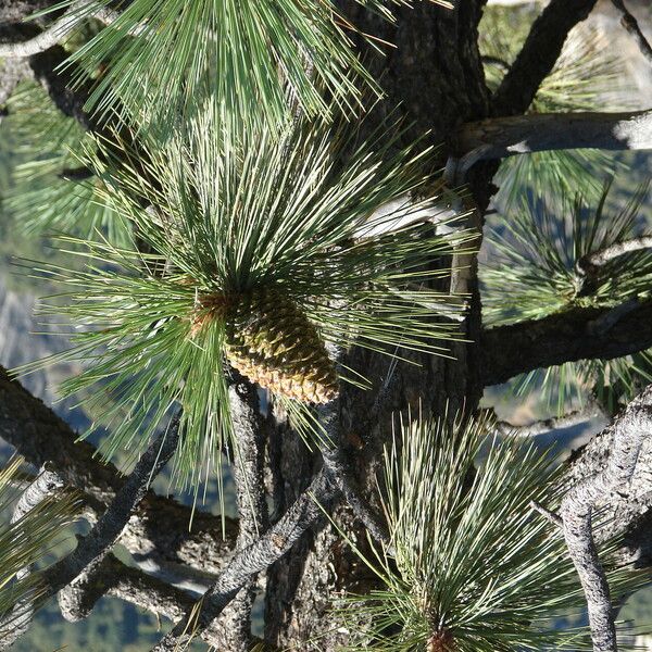 Pinus jeffreyi Plod