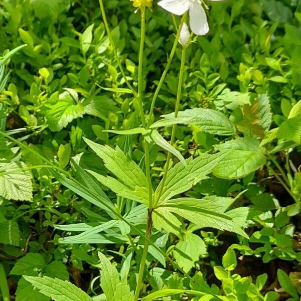 Ranunculus platanifolius Habitus