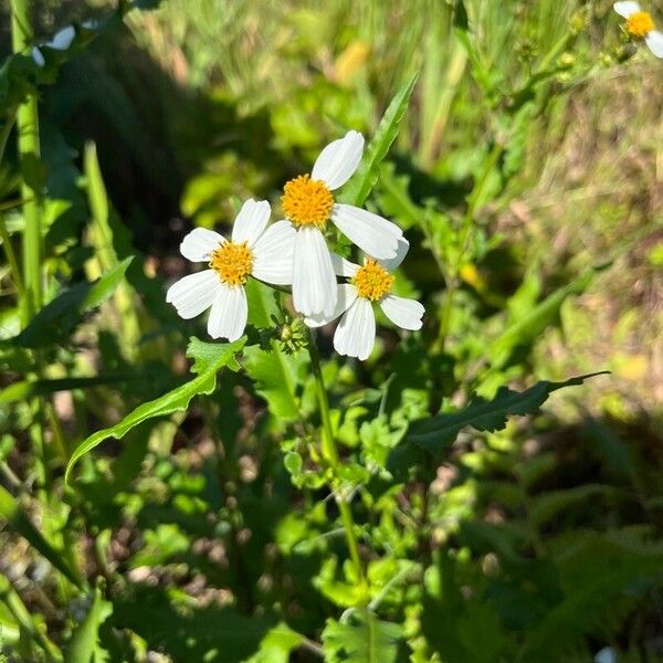 Bidens alba Квітка