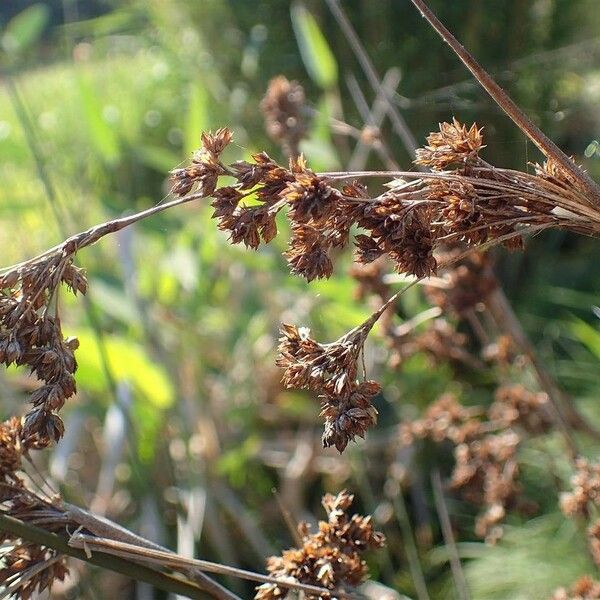 Juncus maritimus Hábitos