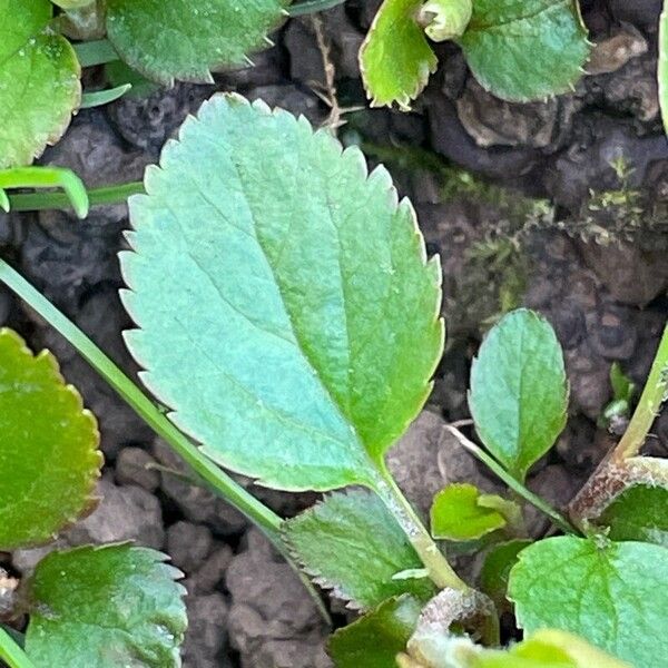 Pyrola minor Folla