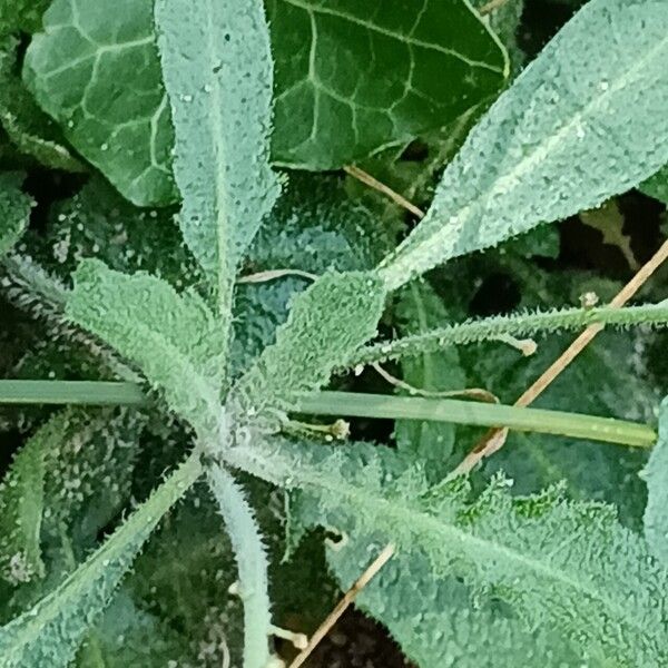 Arabidopsis arenosa Leaf