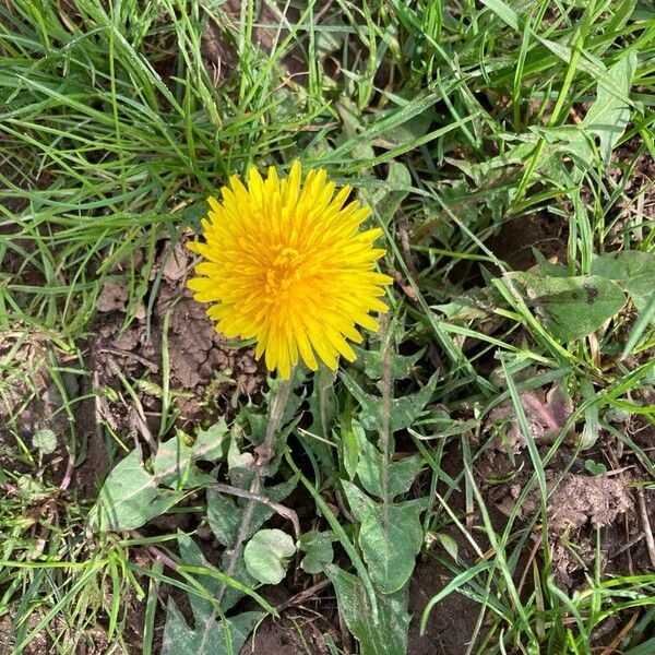 Taraxacum sect. Taraxacum Flower