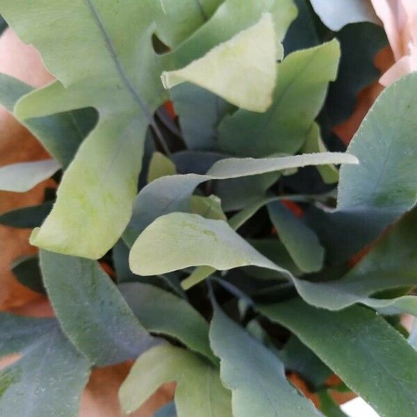 Phlebodium aureum 葉