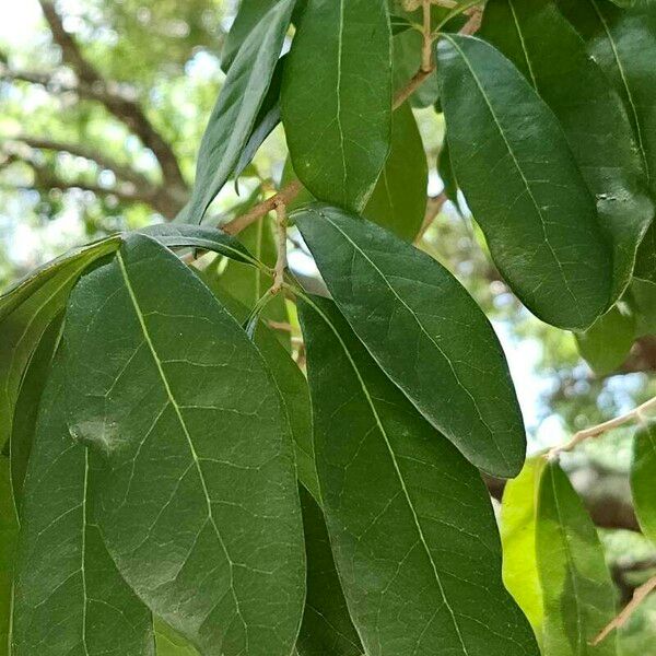 Quercus virginiana Fuelha