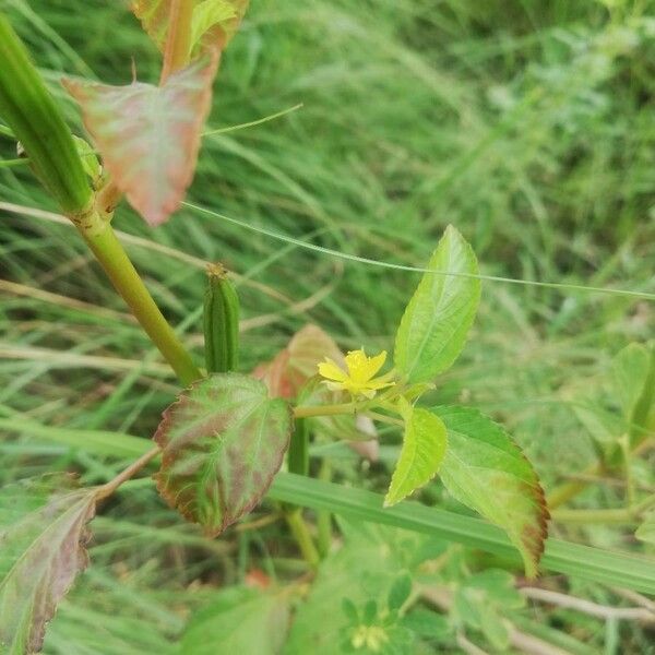 Corchorus olitorius Flower