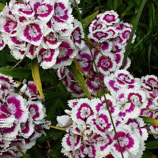 Dianthus barbatus Blomma