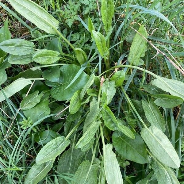 Rumex thyrsoides Frunză