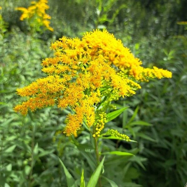 Solidago gigantea Virág