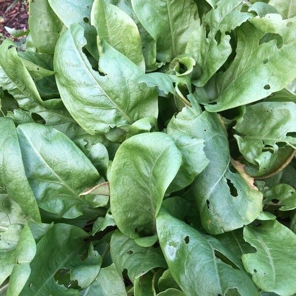 Rumex acetosa Hoja