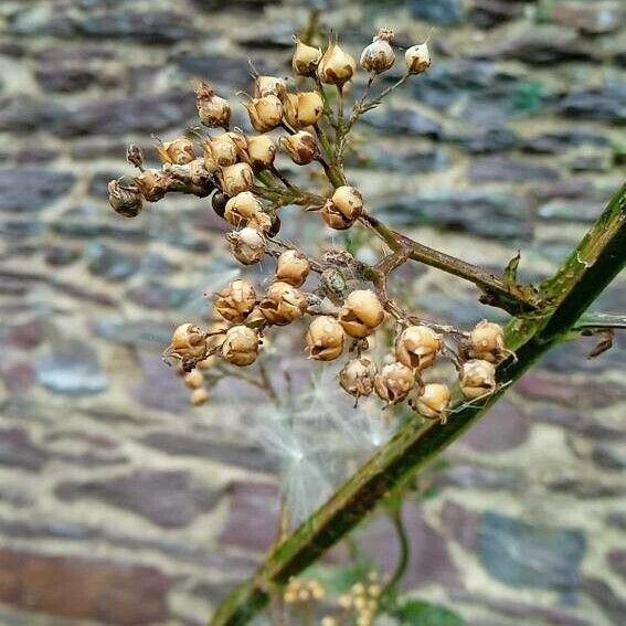 Scrophularia auriculata Fruit