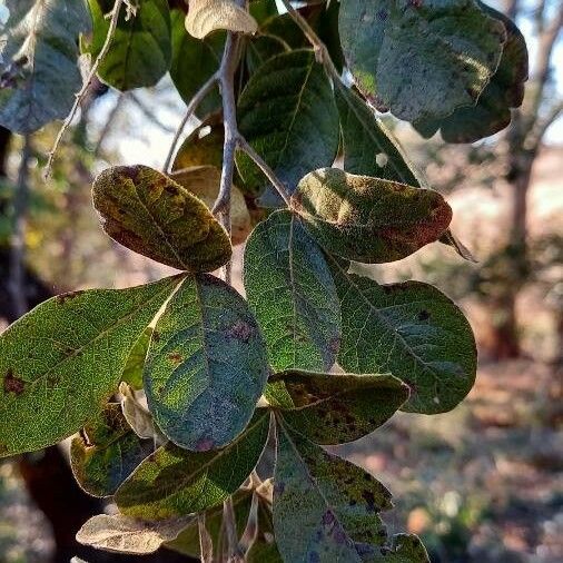 Searsia rehmanniana Leaf