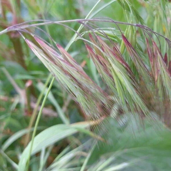 Bromus tectorum फल