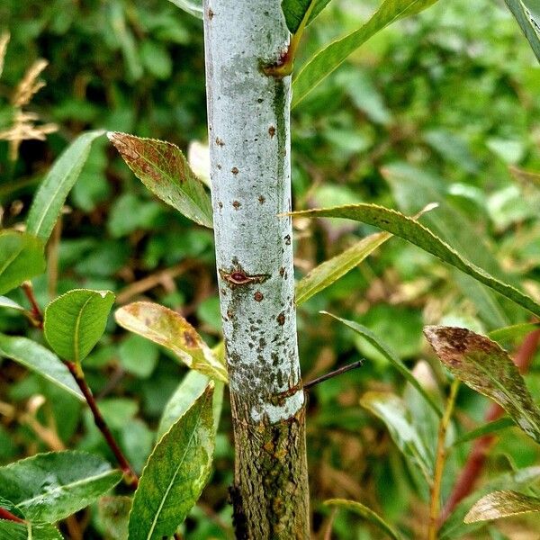 Salix daphnoides Ŝelo