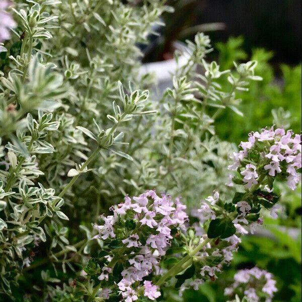 Thymus vulgaris Alkat (teljes növény)