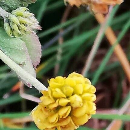 Trifolium aureum Flor