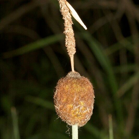 Typha minima Fruit